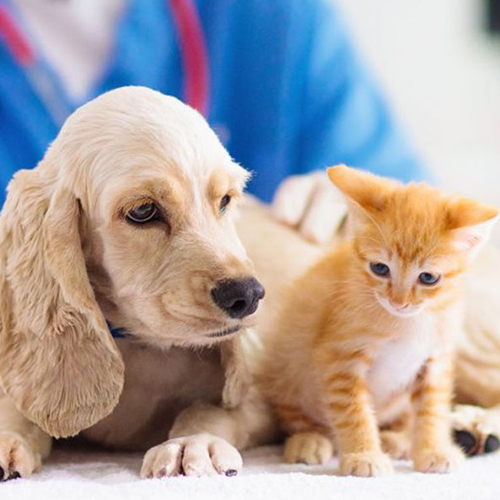 a dog and cat sitting on a table