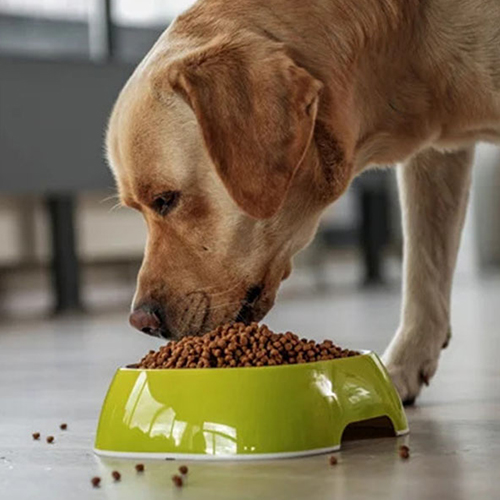 a dog eating out of bowl