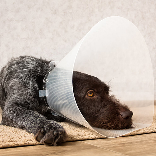 a dog wearing a cone