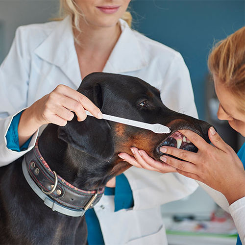 a person holding a brush to a dog mouth