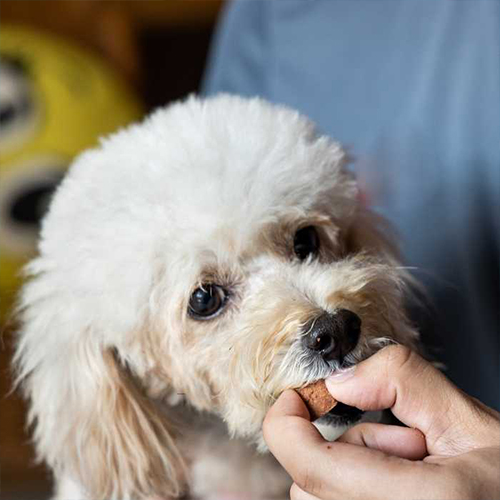 a person offers a piece of bread to a small dog