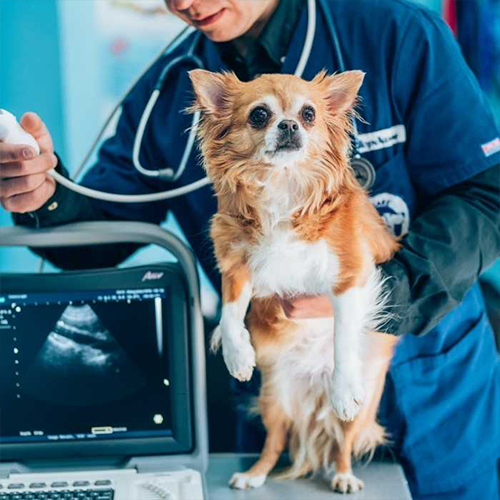 a vet conducts a dog examination with a ultrasound machine nearby