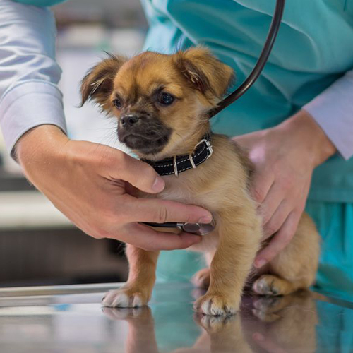 a vet examining dog